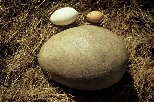 Size Prints: Fossil egg of the Elephant bird with hen and goose eggs for comparison