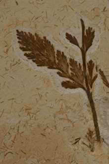 Images Dated 1st February 2006: Fossil Fern - Ceara-Brazil - from Santana Formation - Lower Cretaceous