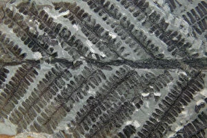 Plant Textures Collection: Fossil Fern - Permian Germany E50T3912
