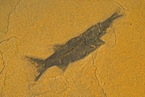 Images Dated 16th August 2005: Fossil - Fish. Aspiration E50T4085
