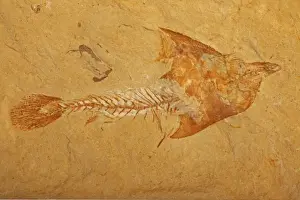 Middle East Prints: Fossil fish - Cretaceous - Lebanon