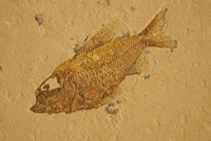 Images Dated 16th August 2005: Fossil - Fish. Cretaceous Lebanon E50T3953