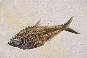 Fossil fish - Diplomystus - Specimen length 35