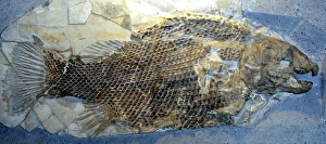 Images Dated 24th April 2007: Fossil Fish with ganoid scales. (primitive fish, Holostei) Upper Triassic to Cretaceous