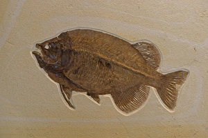 Images Dated 31st January 2006: Fossil Fish - Green River formation - Fossil Lake-Thompsen Ranch-Lincoln county-Wyoming