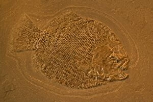 Images Dated 3rd February 2006: Fossil Fish - Holzmaden - Germany - Jurassic