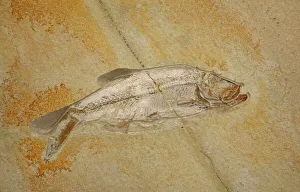 Extinct Collection: Fossil - Fish. Jurassic Eichstatt, Germany E50T3772