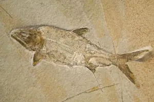 Vertebrate Prints: Fossil Fish - Jurassic. Extinct species Eichstadt, Germany E50T3798
