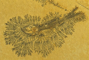 Images Dated 29th August 2006: Fossil Fish - Jurassic - Germany - With Manganese dendrites