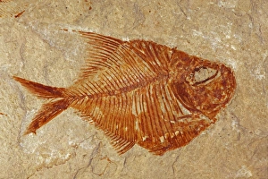 Images Dated 1st January 2000: Fossil fish - Lebanon - Cenozoic era