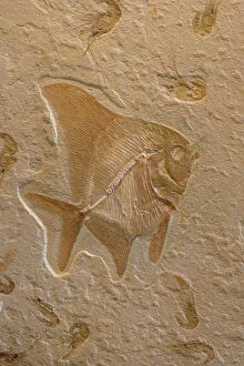 Images Dated 31st January 2006: Fossil Fish with Shrimp (Carpopenaus) - Lebanon - Cretaceous