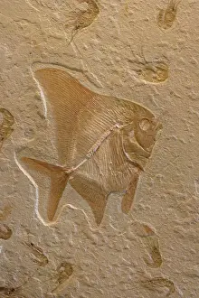 Middle East Prints: Fossil Fish with Shrimp (Carpopenaus) - Lebanon - Cretaceous