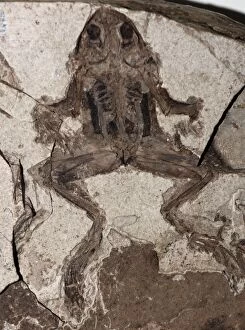 Images Dated 14th April 2008: Fossil Frog, Miocene epoch