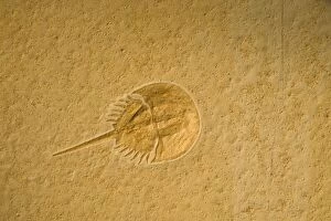 Images Dated 16th August 2005: Fossil - Horseshoe Crab. Limulus. Jurassic Solnhofen, Germany E50T4066