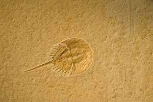 Images Dated 16th August 2005: Fossil - Horseshoe Crab. Limulus. Jurassic Solnhofen, Germany E50T4066