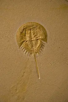 Crab Prints: Fossil horseshoe crab - (Limulus) - Germany - Jurassic