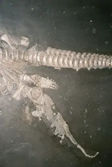 Fossil Ichthyosaur giving birth