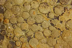 Jellyfish Prints: Fossil Jellyfish - Nemiana simplex - Ukraine - Vendian Age (Ediacaran) - White Sea Formation - Mogilov Ukraine