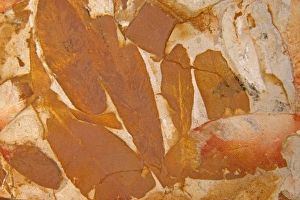 Images Dated 16th August 2005: Fossil - Leaves, Permian Australia E50T3917