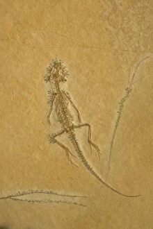 Fossil - Lizard - Species unknown. Jurassic