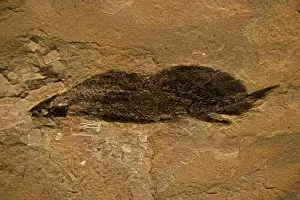 Fossil Lungfish - Dipnoi - Quebec - Canada - Late Devonian - 350 Million Years Old