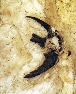 Images Dated 24th April 2007: Fossil Martin from the Messel lake deposit, Germany, 49 million years ago