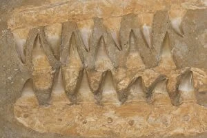 Images Dated 31st January 2006: Fossil Mososaurus Teeth - Morocco
