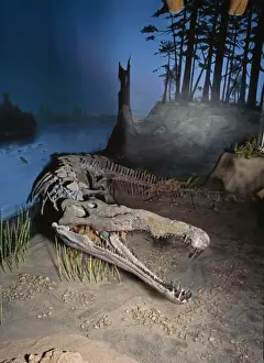 Reconstructions Prints: Fossil - Phytosaur (parasuchian) Late Triassic Arizona/New Mexico, Habitat setting