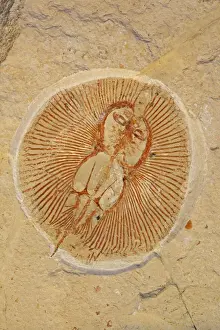 Middle East Prints: Fossil Ray - Cretaceous - Houla - Lebanon - 96 million years old