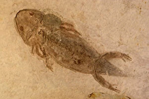 Images Dated 31st January 2006: Fossil Salamander - Northern China - Permian-230, 000 million years old
