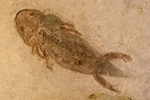 Images Dated 31st January 2006: Fossil Salamander - Northern China - Permian-230, 000 million years old