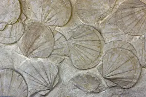 Scallop Prints: Fossil Scallops - southern France - bivalve mollusks - genus Pecten - Miocene