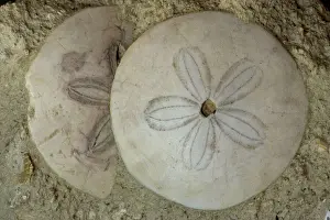 Fossil Sea Urchins (Soutella) - Saumar-France - Helvetien