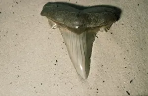 Fossil Shark Tooth Eocene