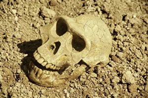 Extinct Collection: Fossil skull of Australopithecus afarensis