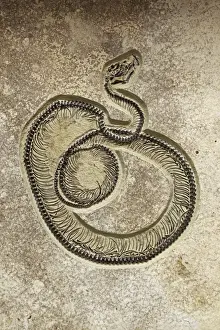 Fossil Snake Caste - Eocene - 50 million years old - Green River Formation - Wyoming - USA Specimen courtesy Geo Decor - Please credit