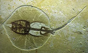 Images Dated 24th April 2007: Fossil Sting Ray from Wyoming. Eocene