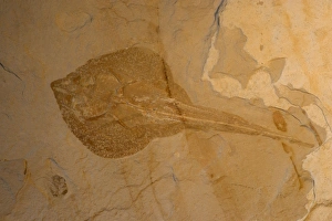 Images Dated 31st January 2006: Fossil Stingray - Lebanon - Cretaceous