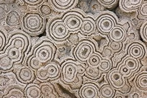 Images Dated 10th February 2008: Fossil Stromatolites Morocco Cretaceous