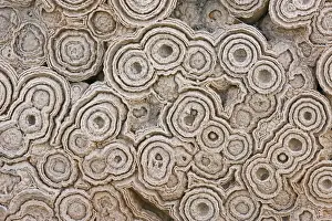 Morocco Prints: Fossil Stromatolites Morocco Cretaceous