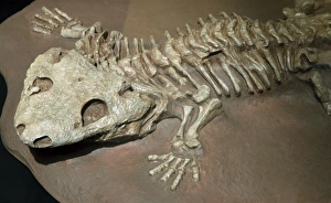 Extinct Collection: Fossil tetrapod (Amphibian) Lower Permian of Texas