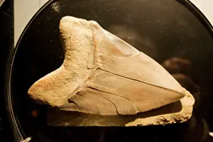 Fossil tooth of megalodon or megatooth shark Oceanopolis Brest Brittany France