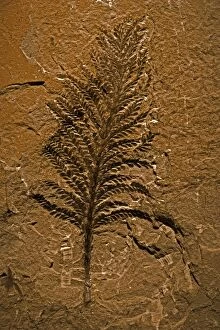 Images Dated 30th August 2005: Fossil tree - Archaeopteris - Late Devonian - Quebec - Canada - grew to 60-90 feet tall - first