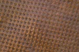 Images Dated 3rd August 2006: Fossil Tree bark - Pennsylvanian-Pella-Iowa-Specimen courtesy Howard R Shanks