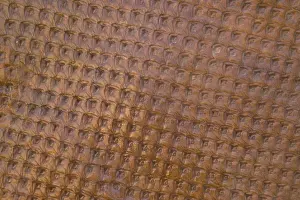 Textures Prints: Fossil - Tree Bark Pella, Iowa