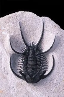 Morocco Prints: Fossil: Trilobite Ceratarges size: body: 45 mm; total: 72 mm Devonian Morocco