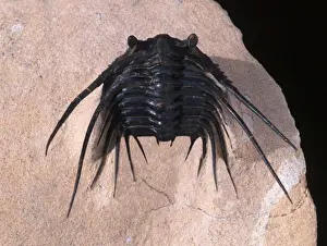 Fossil: Trilobite Devonian Morocco