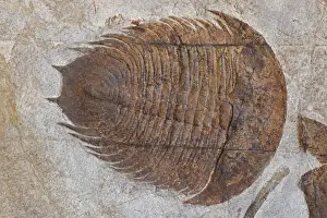 Morocco Prints: Fossil Trilobite - Dikelokephalina - Ordovician - Morocco