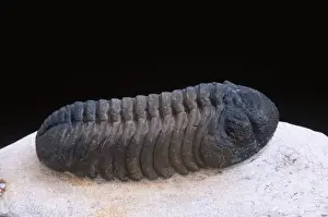 Trilobite Prints: Fossil: Trilobite Length: 70 mm Devonian Morocco
