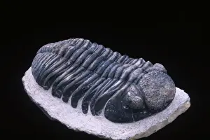 Segments Prints: Fossil: Trilobite Size of this specimen: 140 mm long Devonian Morocco